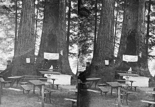 Picnic tables at Santa Cruz County Big Trees Park