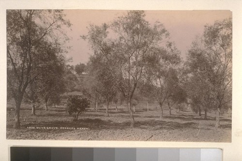 Olive grove, Cooper's Ranch.--6839