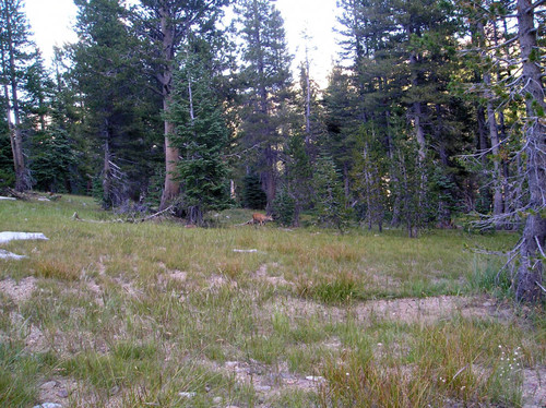 Deer seen in the woods close to Miners' Ridge