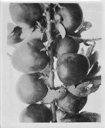 Tree branch with Burbank "Elephant Heart" plums, 1928