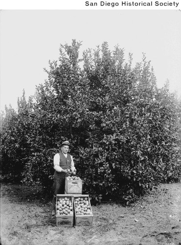 A man standing with crates of lemons in front of a lemon tree at the Matthiessen Ranch