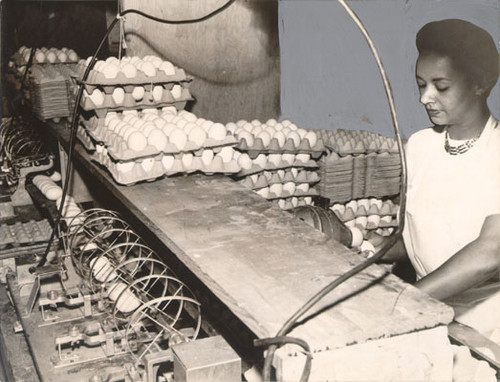 [Woman operating an egg packaging machine at the Crystal Palace Market]