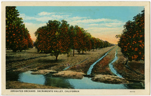 Irrigated Orchard, Sacramento Valley