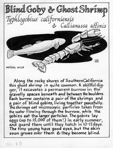 Blind goby and ghost shrimp: Typhlogobius californiensis and Callianassa affinis (illustration from "The Ocean World")