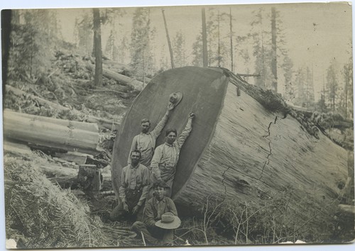 Four men at sequoia log