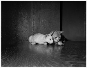 Cat show at Long Beach Municipal Auditorium, 1951