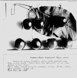 Identification of Luther Burbank cherry hybrid from the Gold Ridge Experiment Farm--seven "Late Napoleon" cherries with stems (petioles) laying on leaf, June 29, 1927