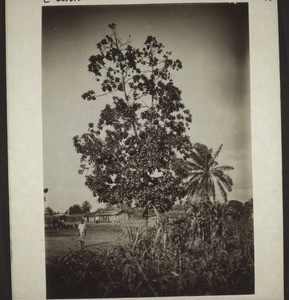 Part of Bonaku with a Bread Fruit Tree
