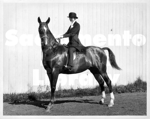 Woman on an American Saddlebred horse