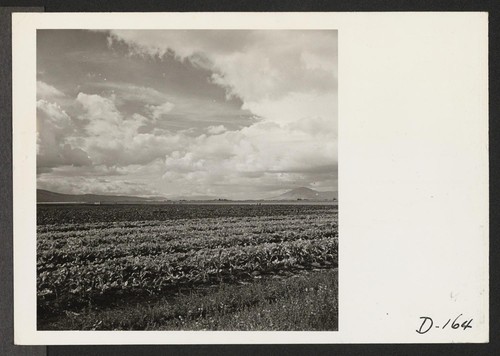 A view of the farm at this relocation center, showing the tremendous acreage and crops grown by evacuee workers. Photographer: Stewart, Francis Newell, California
