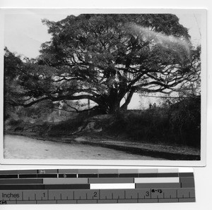 A banyan tree in Soule, China, 1934