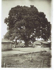 Schattenbaum in Kamerun