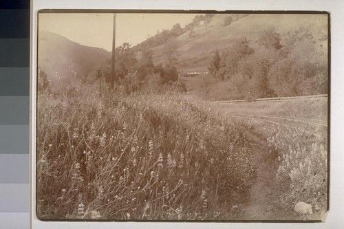 Above Los Gatos. 1904