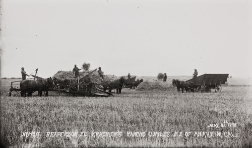 B.F. Conaway photograph of harvesting crew working with horses