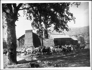 Goat herd owned by Tule River Indians, Tule River Indian Reservation, near Porterville, ca.1900