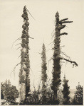 Burned redwoods, one year after the great fire, which now have fully recovered and have long green bows where they are mossy in the photograph. These are along the line of the Boulder Creek Road