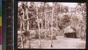 Sacred grove, Benin, ca. 1925-26