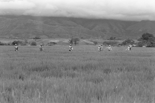 Sowing the field, La Chamba, Colombia, 1975