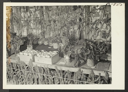 Vegetable crops exhibited at the Amache Agricultural Fair, September 11 and 12. Photographer: McClelland, Joe Amache, Colorado