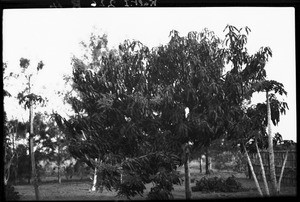 Mango tree, Mozambique, ca. 1933-1939