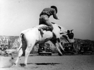 Man riding steer at rodeo