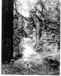 Fern growing in a redwood grove at Armstrong Woods, Guerneville, California, 1964