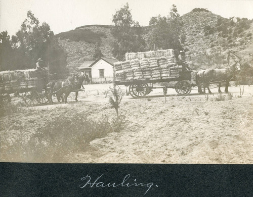 The ""Montgomery House"" on the Brinton Ranch during harvesting