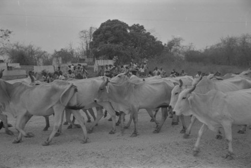 Cattle passing cemetery, San Basilio de Palenque, Colombia, 1977