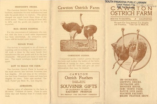 Early Cawston Ostrich Farm Pamphlet (Front)