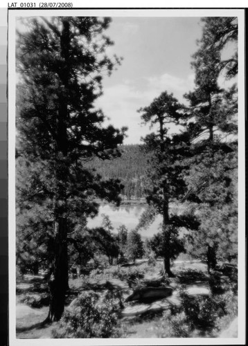 Forest scene with lake visible through the trees at Vermejo Ranch