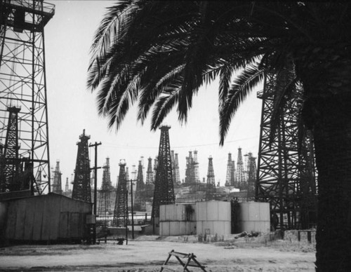 Palm tree in the Signal Hill oil field