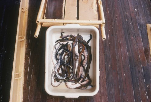 Sea Snakes from Gulf of Thailand chloroformed