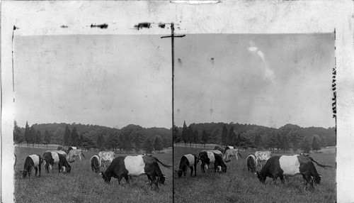 Belted Dutch Cattle - grazing scene on a blooded stock farm. Kansas