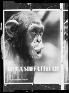 "Keep a Stiff Upper Lip", Southern California, 1932