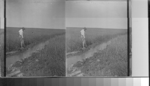 Field of wheat under irrigation, Canada