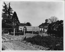 View of the greenhouse and garden beds of Luther Burbank, Santa Rosa, California, 1921