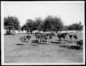 Ostrich farm activities, Cawston ostrich farm, South Pasadena, 1903