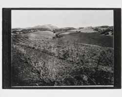 Unidentified Sonoma County vineyard and vineyard buildings