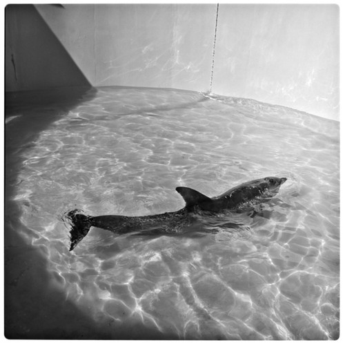 Porpoise in ring tank at Physiological Research Laboratory, Scripps Institution of Oceanography