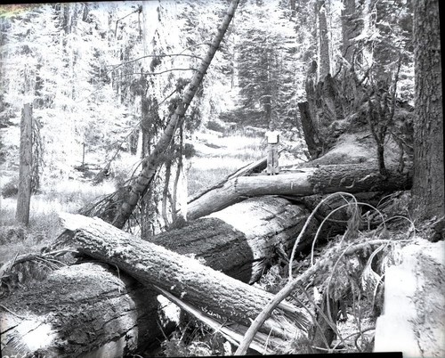 Fallen Giant Sequoias, Hazelwood picnic area fallen giant sequoias