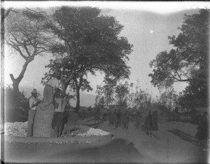 Maize harvest, Antioka, Mozambique, ca. 1916-1930
