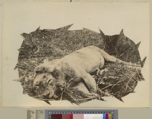 Lion shot by missionary, Livingstonia, Malawi, ca.1903