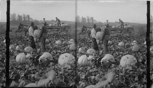 Gathering in the Pumpkins in the Yakima Valley, Washington