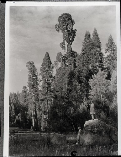 Giant Sequoia, Crescent Meadow