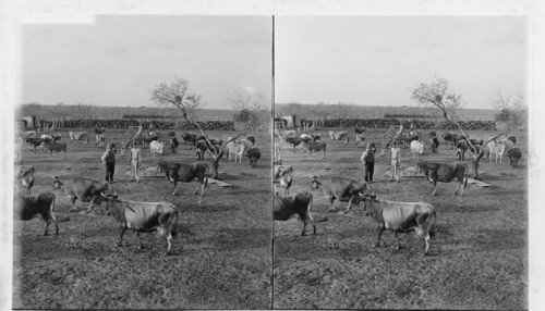 The Owner Among His Jersey Cows on a Large and Prosperous Ranch. Kingsville, Texas