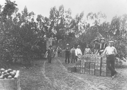 Harper Fruit Company lemon grove pickers and field men
