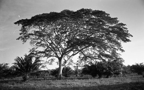 Tree with landscape, San Basilio de Palenque, 1976
