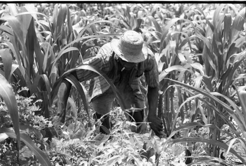 Farmer working in cornfield, San Basilio de Palenque, 1975