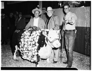Livestock show auction, 1951