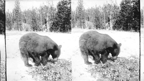 Bear feeding. Yellowstone Natl. Park. Wyoming